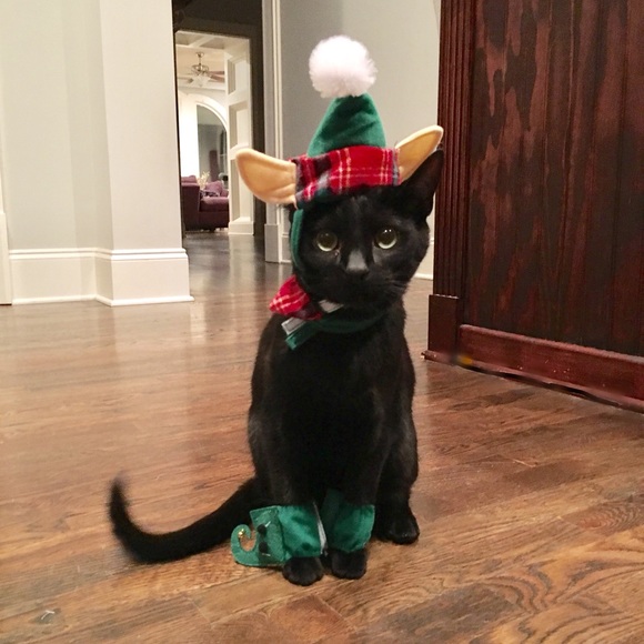 cat elf costume